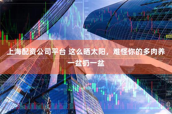 上海配资公司平台 这么晒太阳，难怪你的多肉养一盆扔一盆