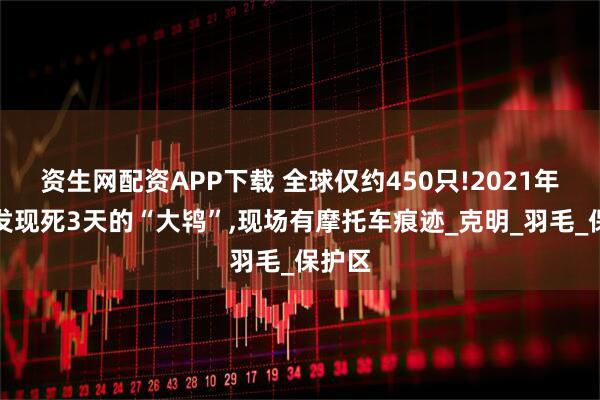 资生网配资APP下载 全球仅约450只!2021年河南发现死3天的“大鸨”,现场有摩托车痕迹_克明_羽毛_保护区