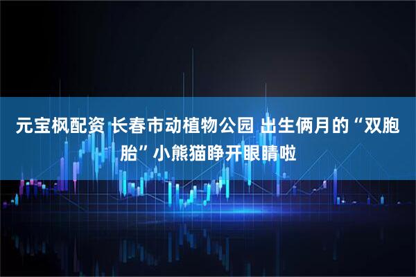 元宝枫配资 长春市动植物公园 出生俩月的“双胞胎”小熊猫睁开眼睛啦