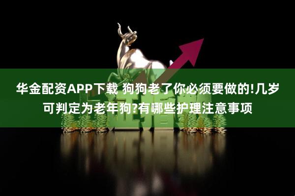 华金配资APP下载 狗狗老了你必须要做的!几岁可判定为老年狗?有哪些护理注意事项