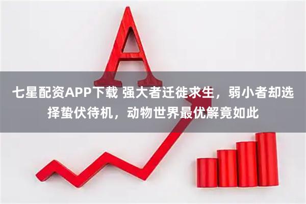 七星配资APP下载 强大者迁徙求生，弱小者却选择蛰伏待机，动物世界最优解竟如此
